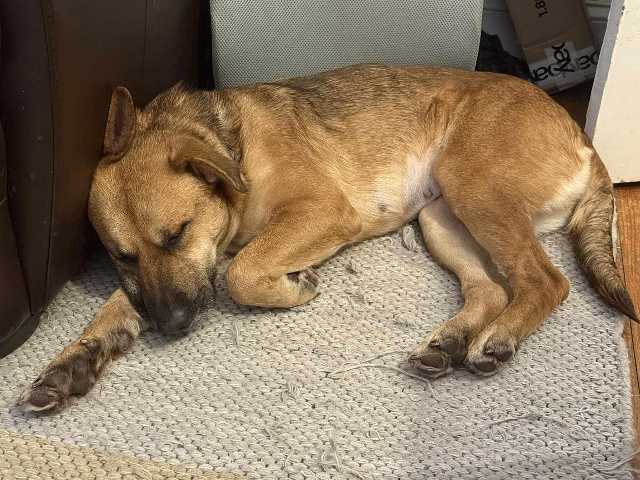 Enlarge Mayble, a ADOPTABLE mixed breed in Cumming, GA image 4/6