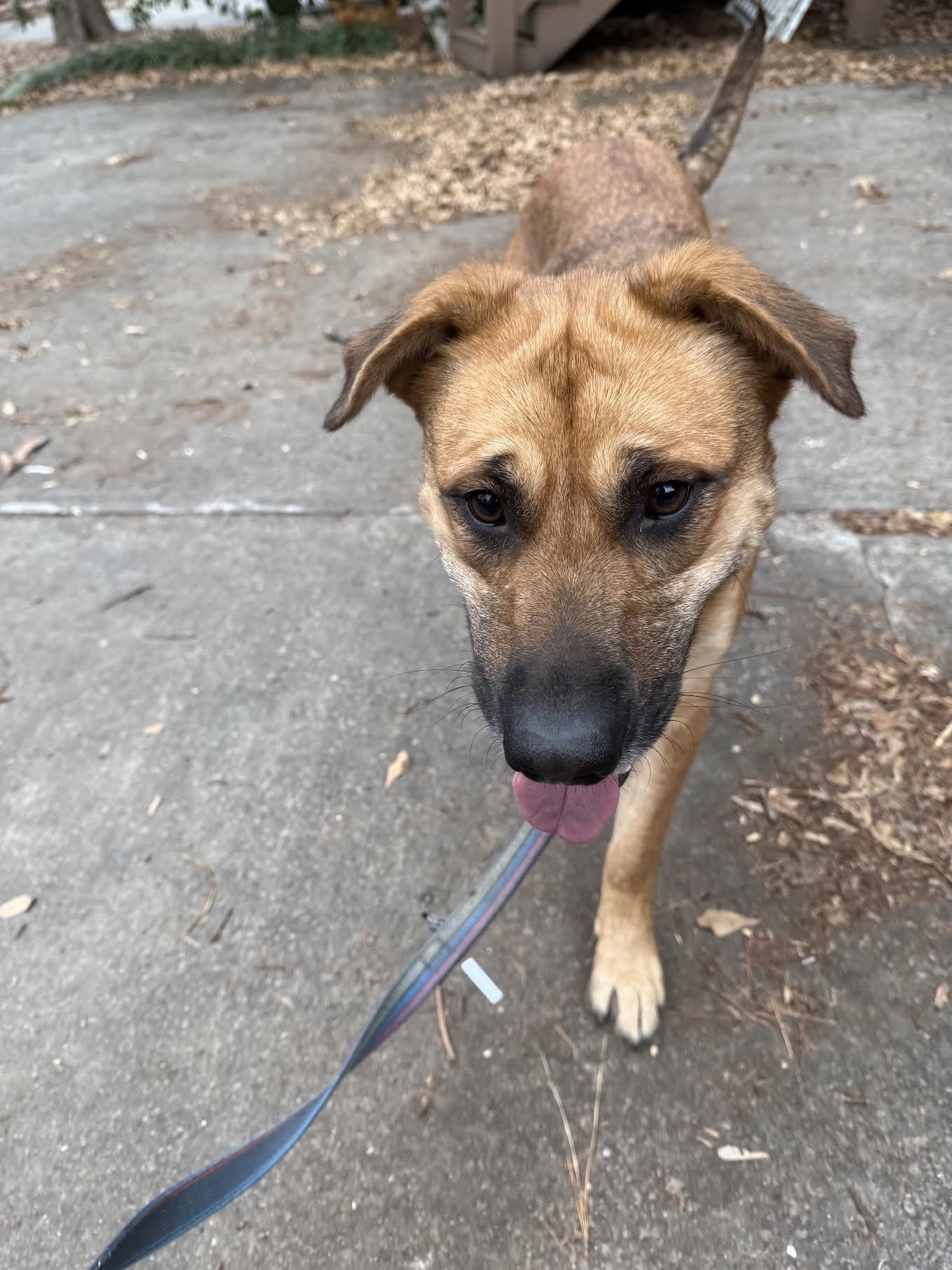 Enlarge Mayble, a ADOPTABLE mixed breed in Cumming, GA image 3/6