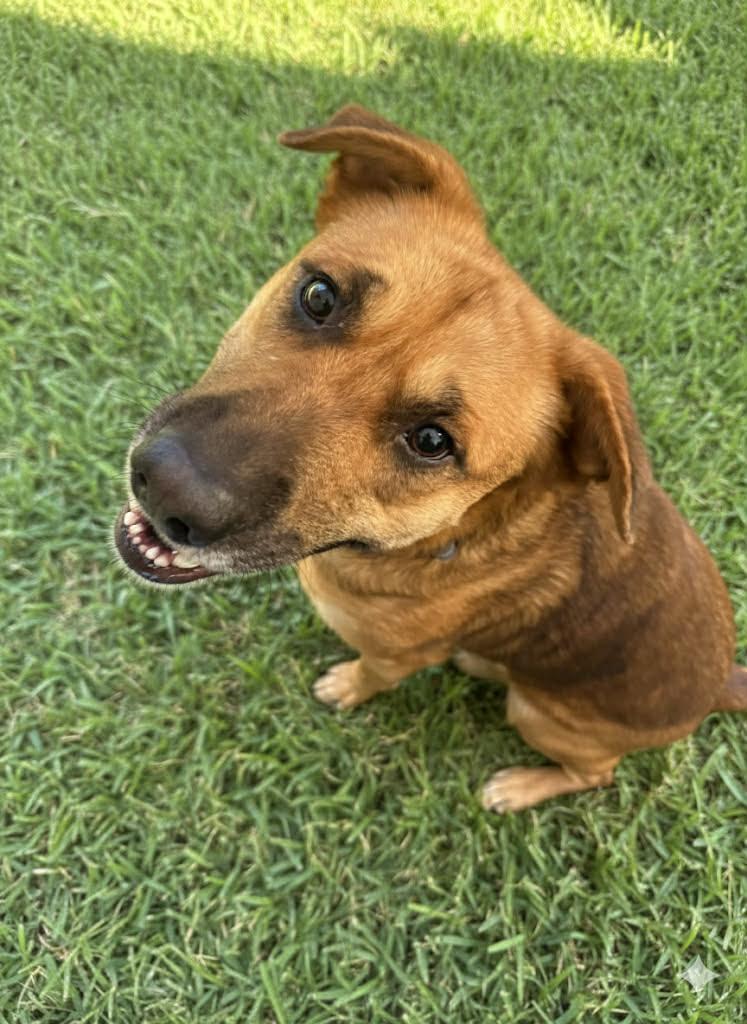 Enlarge Mayble, a ADOPTABLE mixed breed in Cumming, GA image 2/6