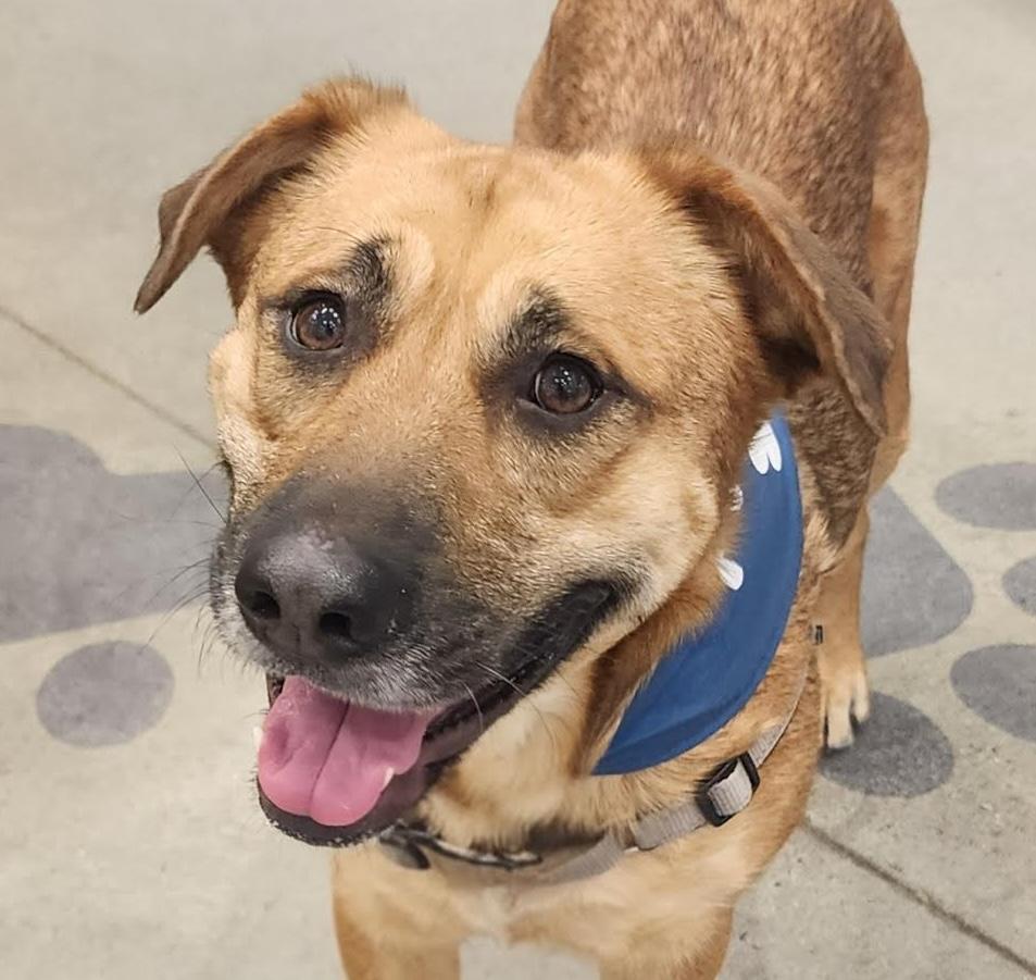 Maybel, a ADOPTABLE mixed breed in Cumming, GA image 1/5