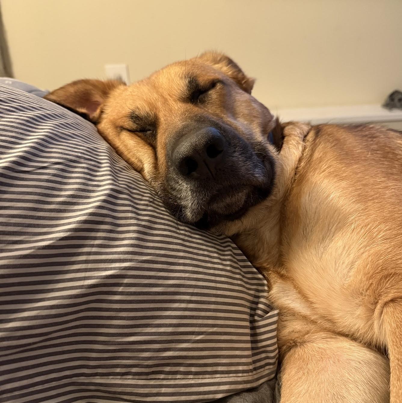 Maybel, a ADOPTABLE mixed breed in Cumming, GA image 2/5