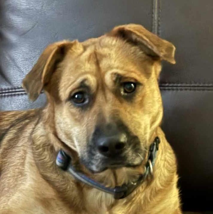 Enlarge Maybel, a ADOPTABLE mixed breed in Cumming, GA image 1/6