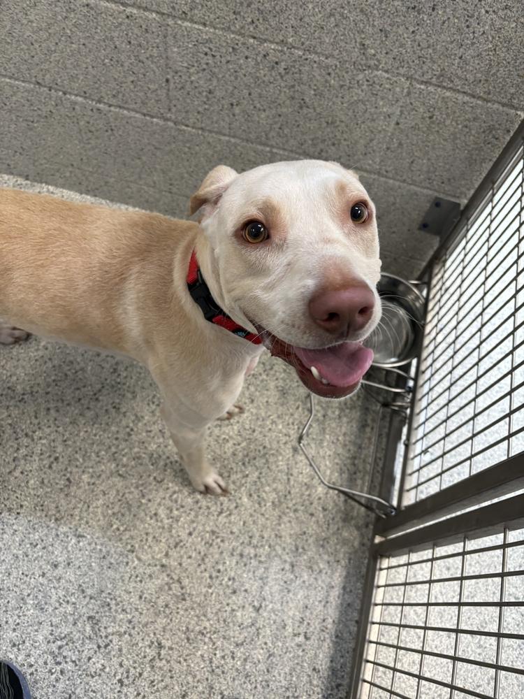 Enlarge Maximilian, a Adoptable mixed breed in Bowling Green, OH image 2/2