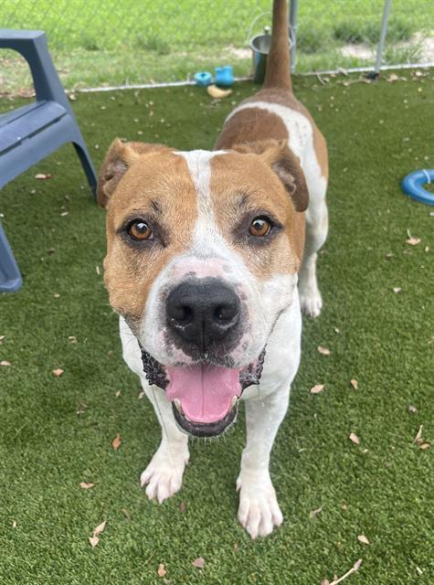 BOSS, Adoptable, Adult Male American Bulldog.