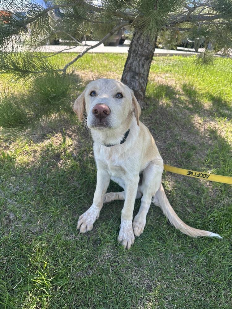 Enlarge Kovu, a Adoptable mixed breed in Rapid City, SD image 2/6