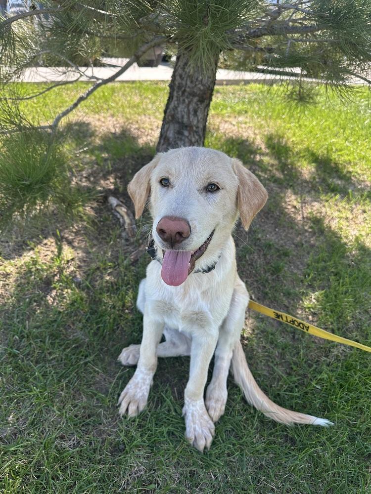 Enlarge Kovu, a Adoptable mixed breed in Rapid City, SD image 3/6