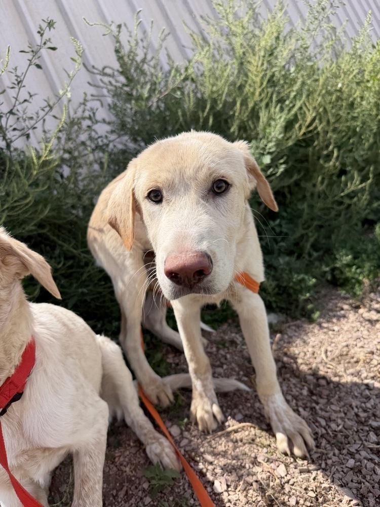 Enlarge Kovu, a Adoptable mixed breed in Rapid City, SD image 6/6