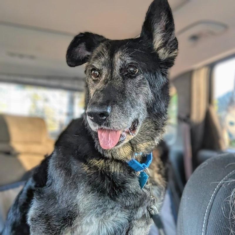 Mandy, a Adoptable Shepherd in Oakland, CA image 1/3