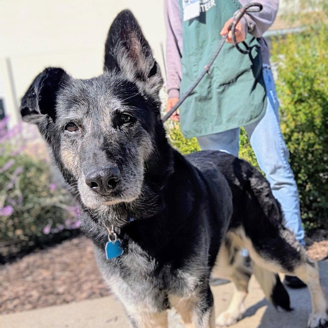 Mandy, a Adoptable Shepherd in Oakland, CA image 2/3