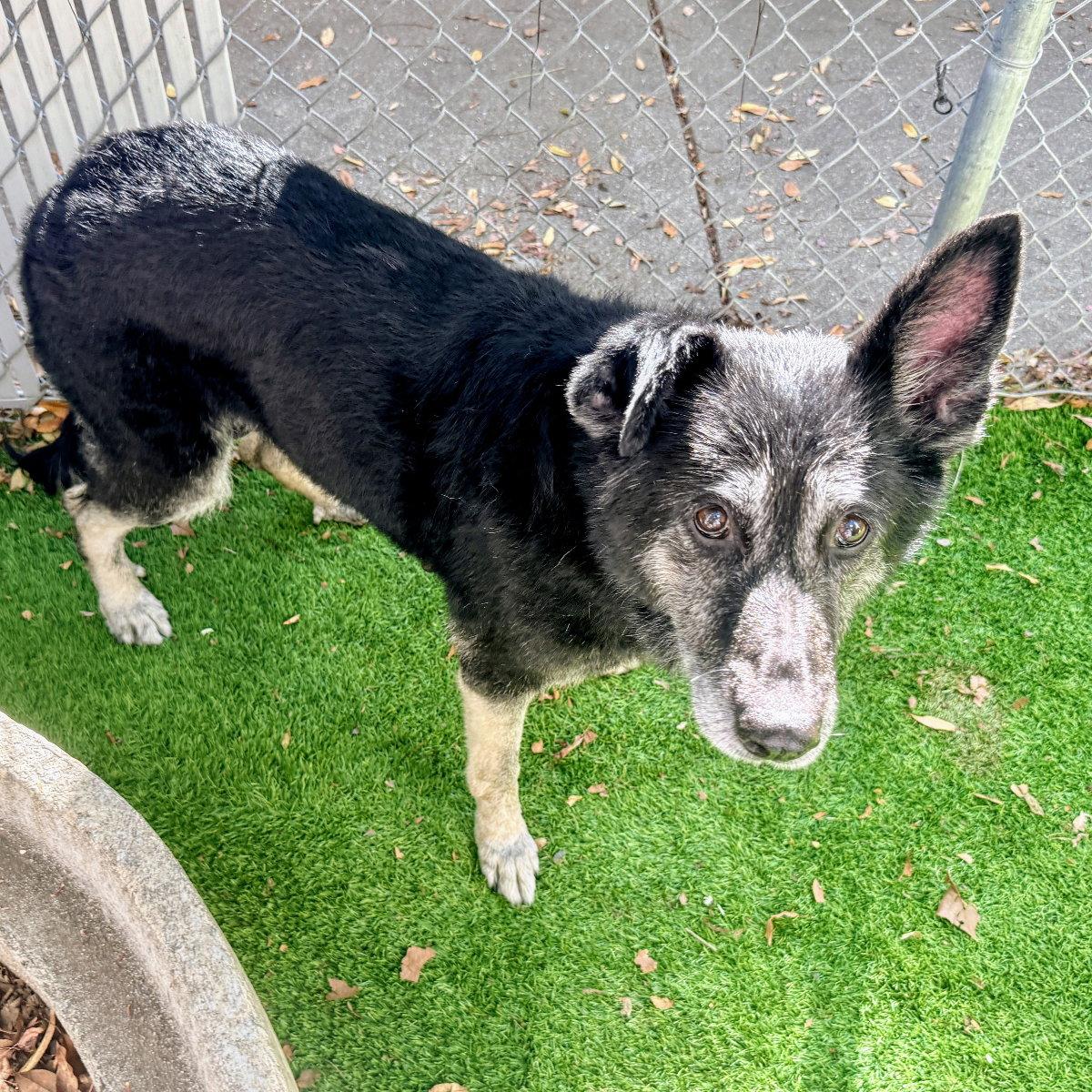 Mandy, a Adoptable Shepherd in Oakland, CA image 3/3