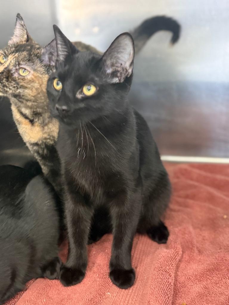 Tyler, Adoptable, Young Male Domestic Short Hair.