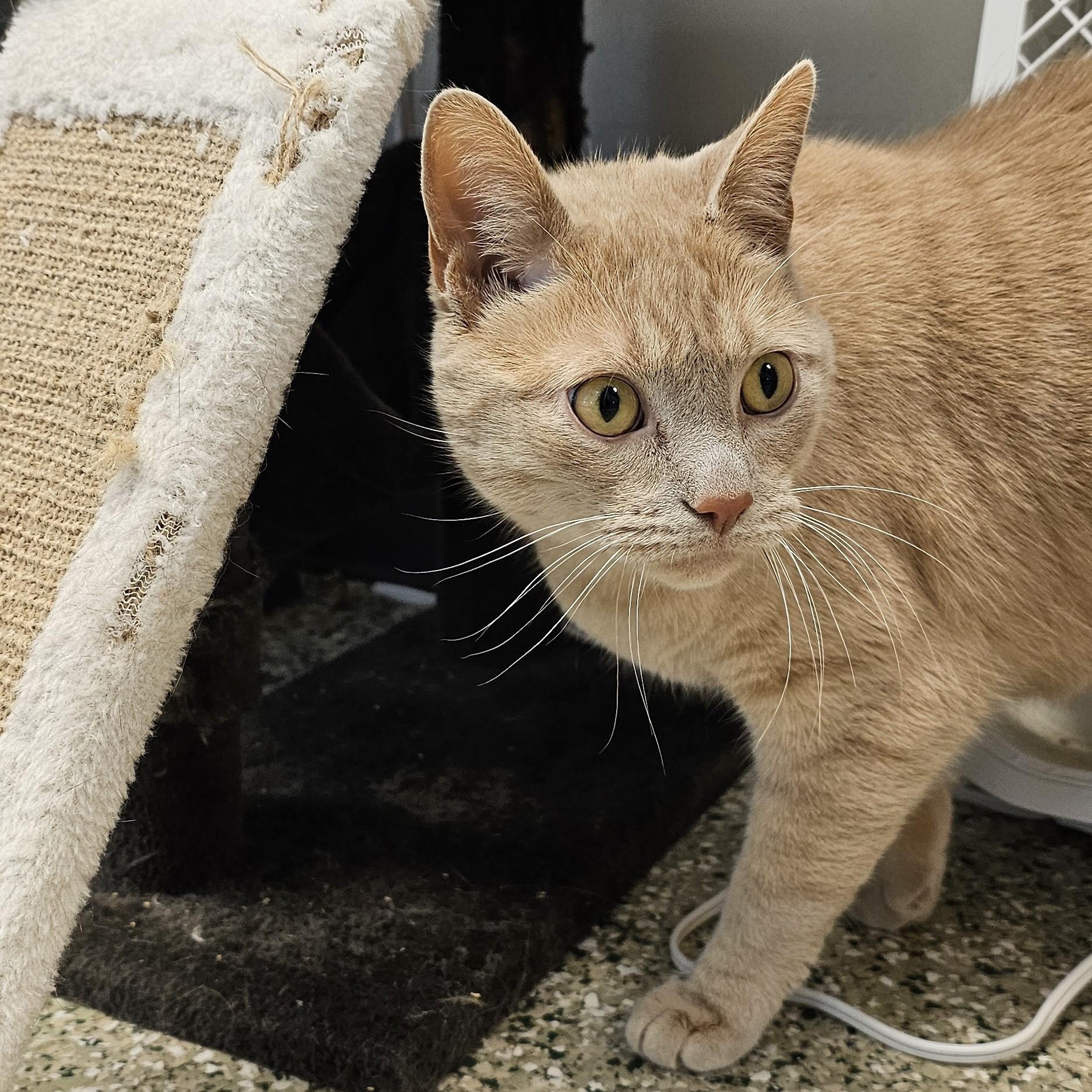 Beau- Long Timer Special, an adoptable Domestic Short Hair in Cedar Rapids, IA image 1/6