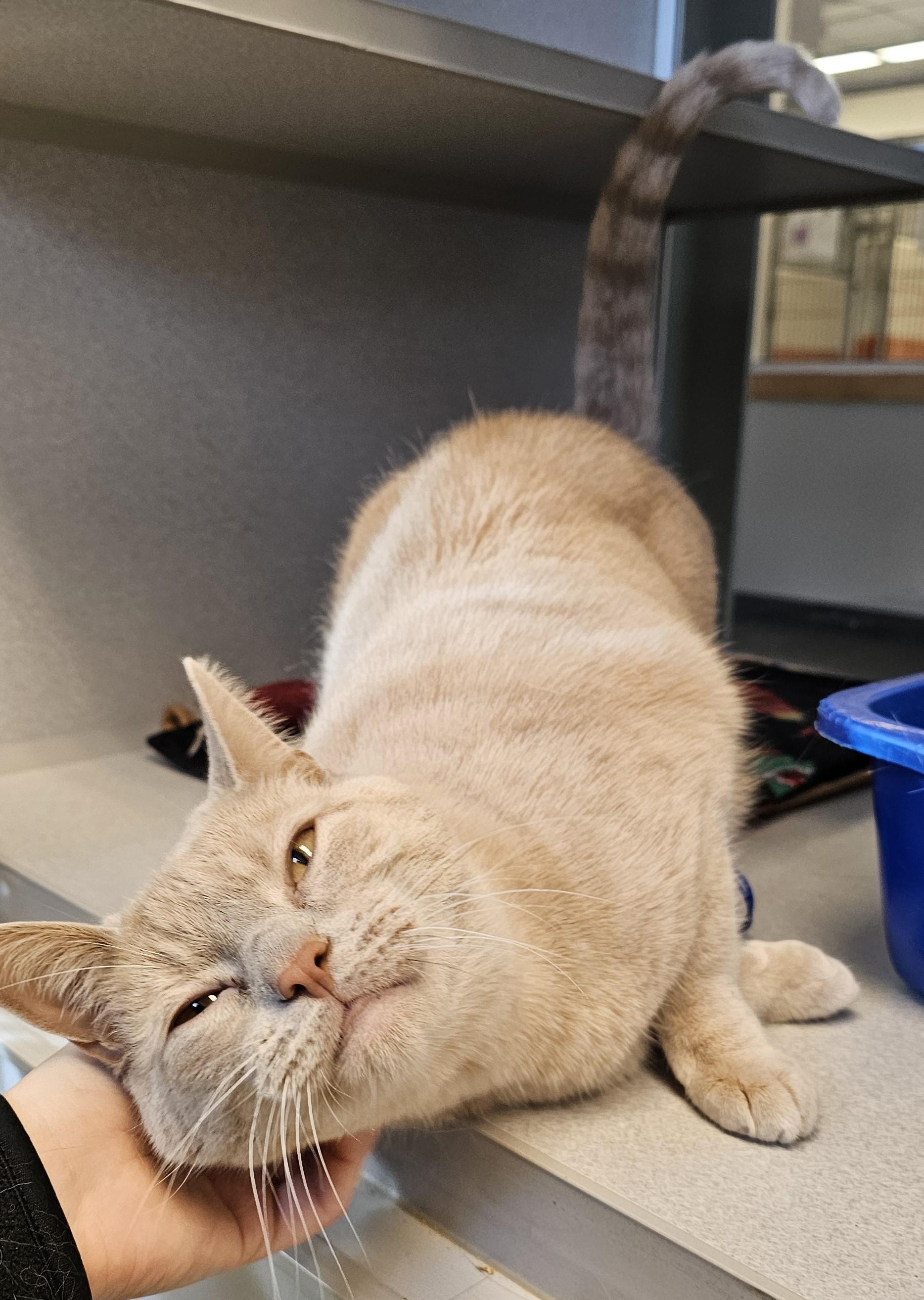 Beau- Long Timer Special, an adoptable Domestic Short Hair in Cedar Rapids, IA image 6/6