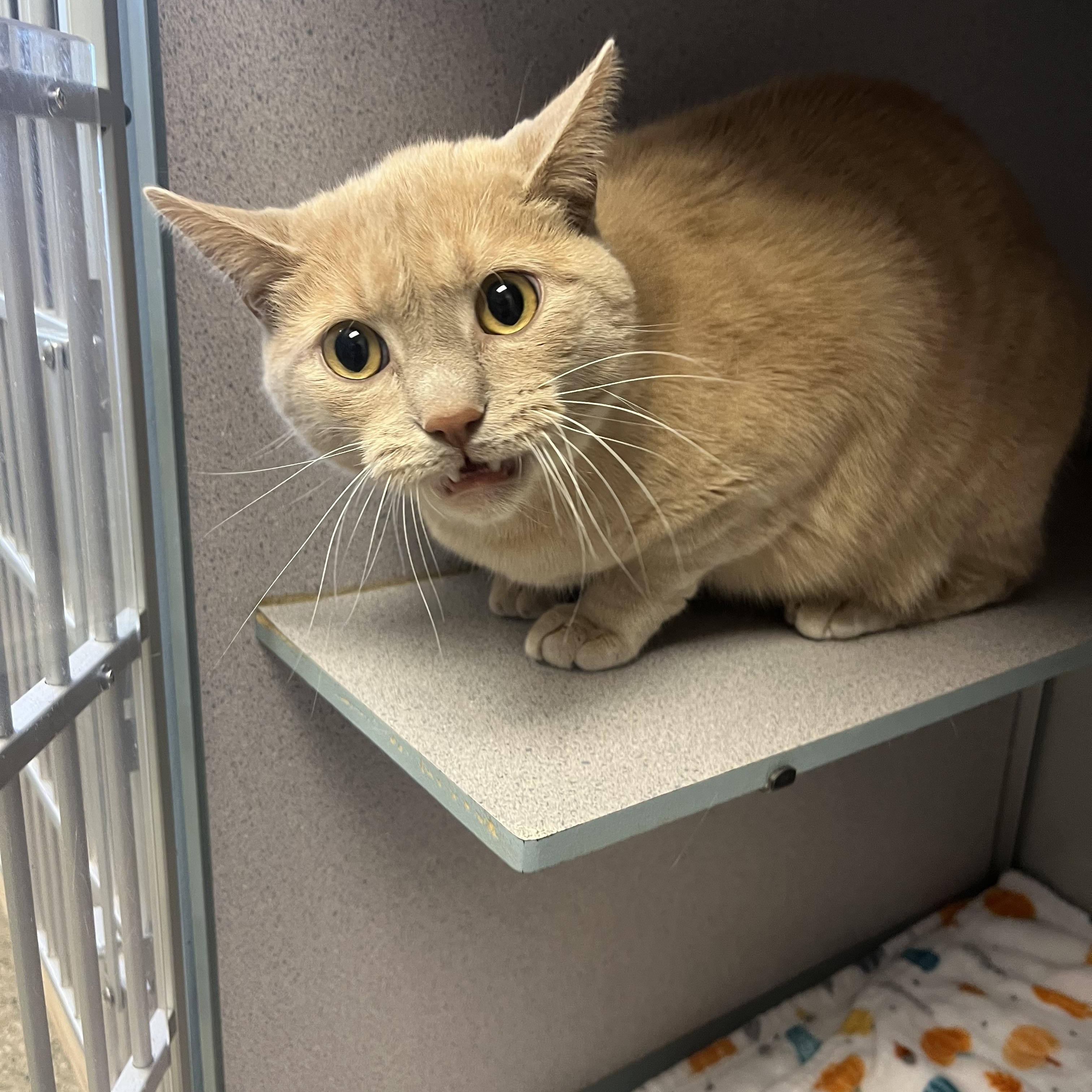 Beau- Long Timer Special, an adoptable Domestic Short Hair in Cedar Rapids, IA image 2/6