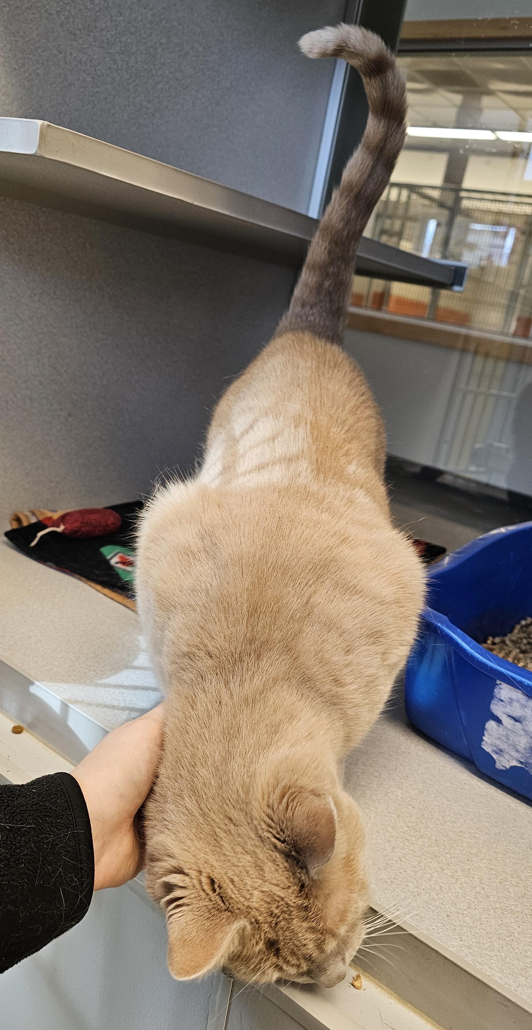 Beau- Long Timer Special, an adoptable Domestic Short Hair in Cedar Rapids, IA image 4/6