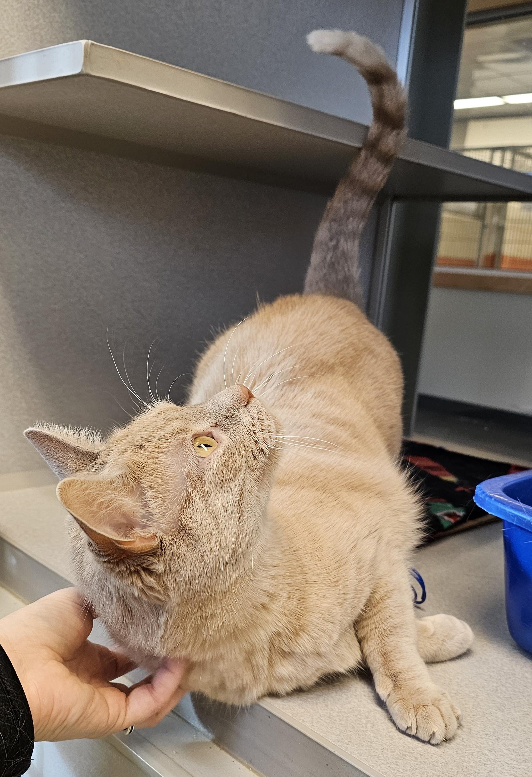 Beau- Long Timer Special, an adoptable Domestic Short Hair in Cedar Rapids, IA image 5/6