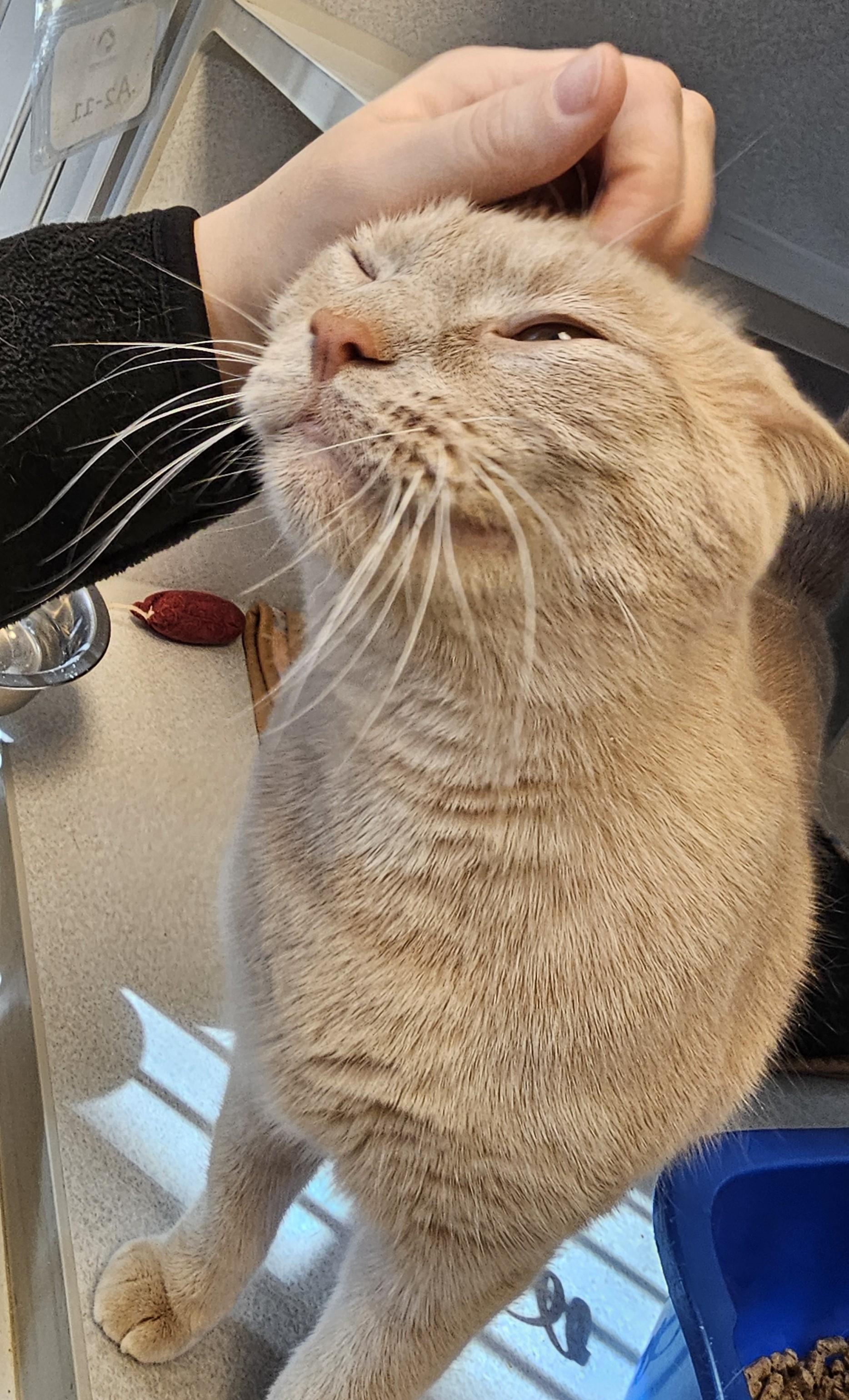 Beau- Long Timer Special, an adoptable Domestic Short Hair in Cedar Rapids, IA image 3/6