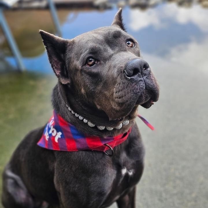 Amira, Adoptable, Young Female Cane Corso.