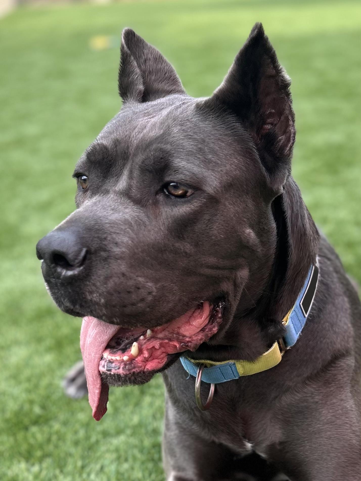 Amira, Adoptable, Young Female Cane Corso.