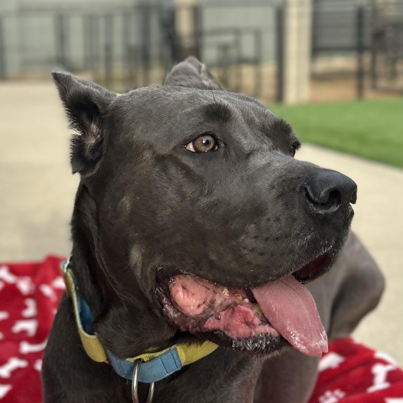 Enlarge Amira, a Adoptable Cane Corso in Citrus Heights, CA image 5/6