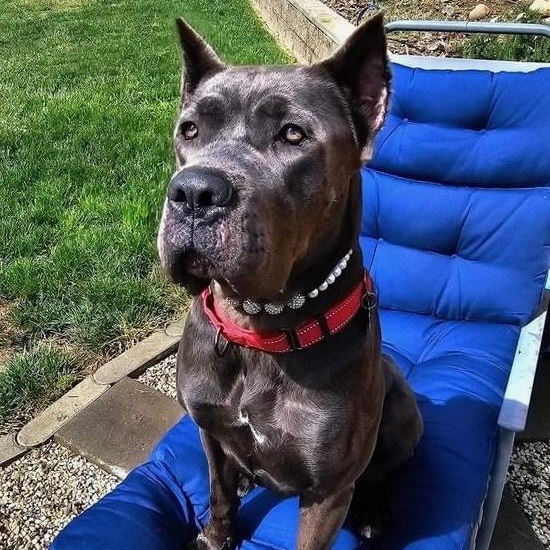 Amira, a Adoptable Cane Corso in Citrus Heights, CA image 6/6