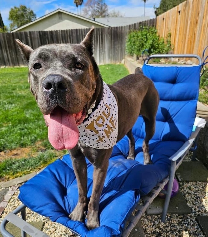 Amira, a Adoptable Cane Corso in Citrus Heights, CA image 4/6
