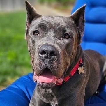 Amira, a Adoptable Cane Corso in Citrus Heights, CA image 3/6