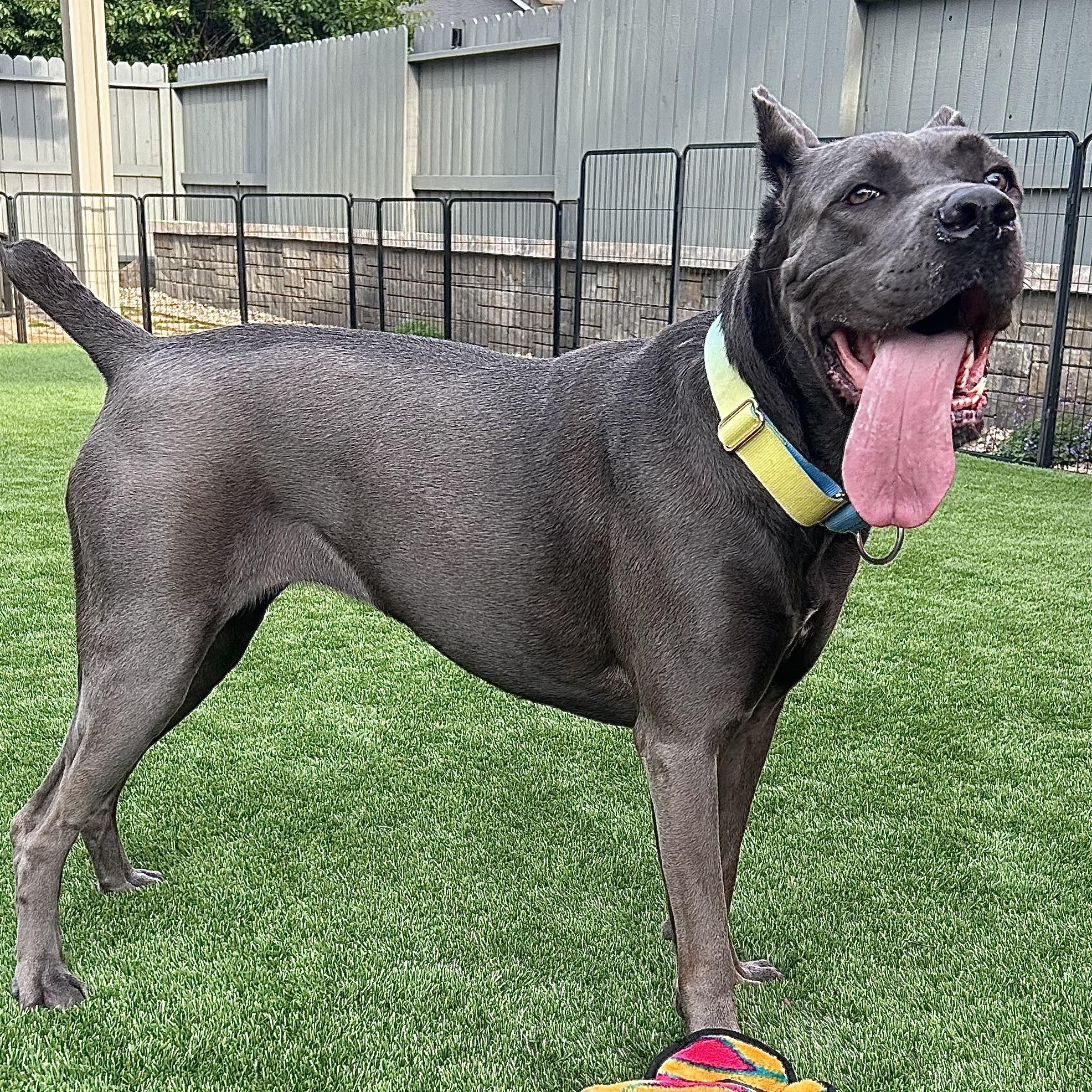 Enlarge Amira, a Adoptable Cane Corso in Citrus Heights, CA image 3/6
