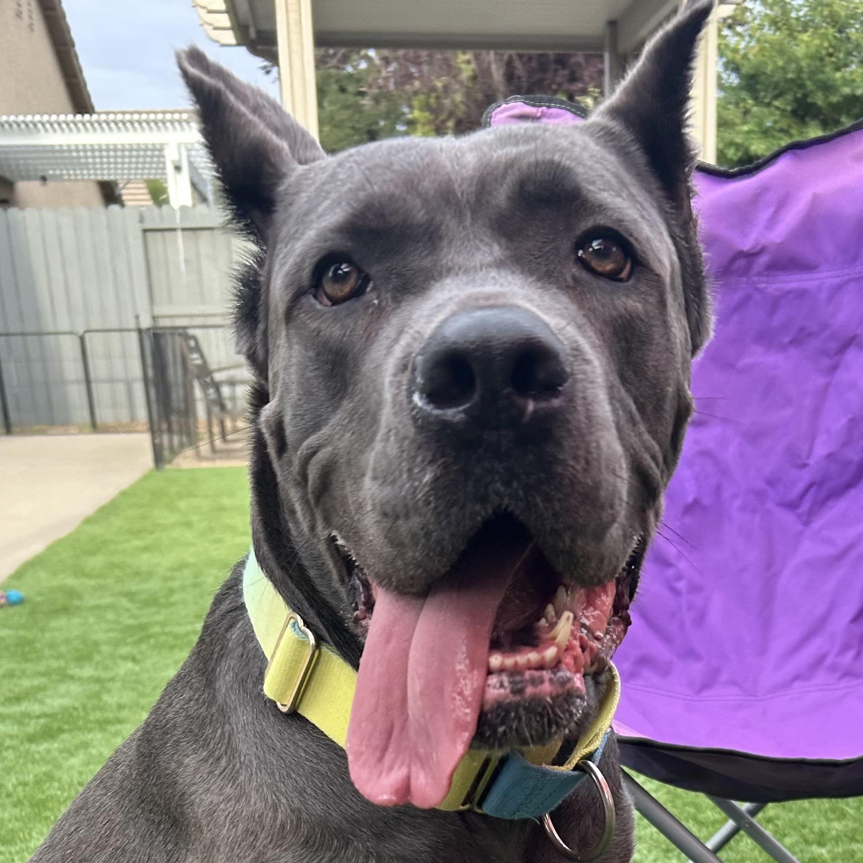 Enlarge Amira, a Adoptable Cane Corso in Citrus Heights, CA image 4/6