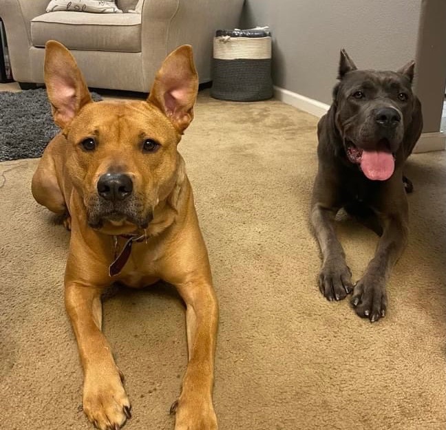 Amira, a Adoptable Cane Corso in Citrus Heights, CA image 5/6