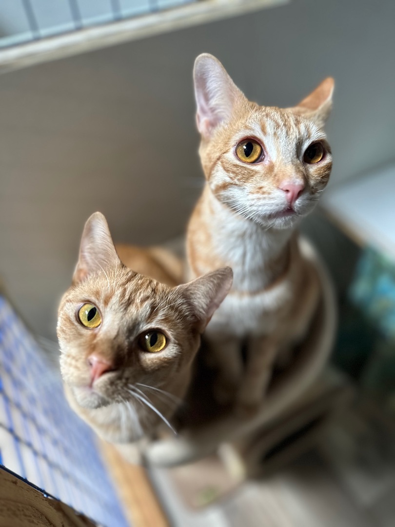 Ginger and Pumpkin, Adoptable, Young Female Tabby.