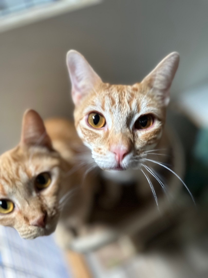 Ginger and Pumpkin, a Adoptable Tabby in Pomona, CA image 2/6