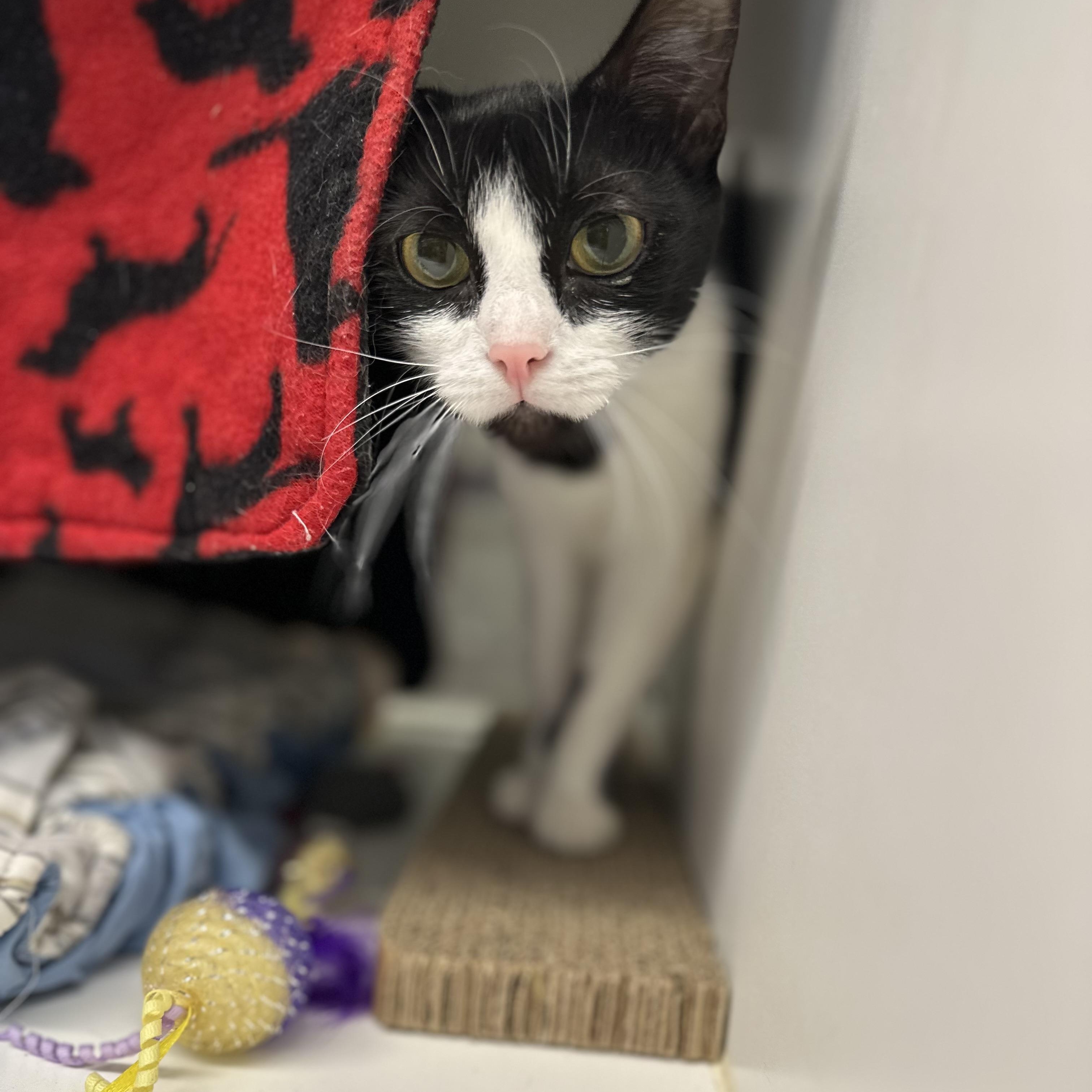 Boba (ID 48709/3400), Adoptable, Young Female Domestic Short Hair.