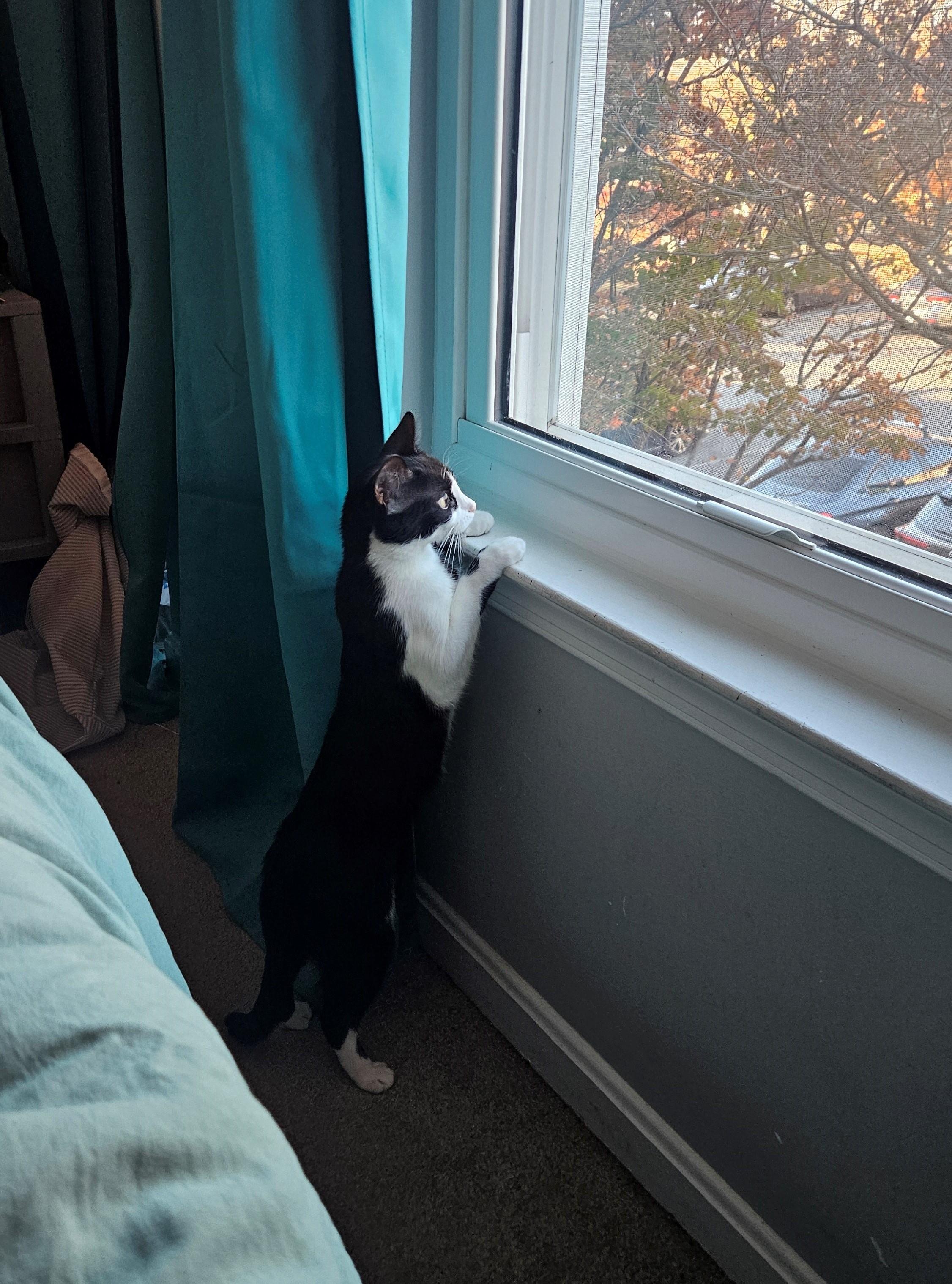 Boba (ID 48709/3400)