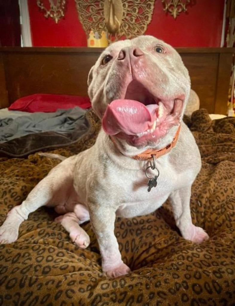 Lowry, Adoptable, Adult Male American Bulldog & Pit Bull Terrier.