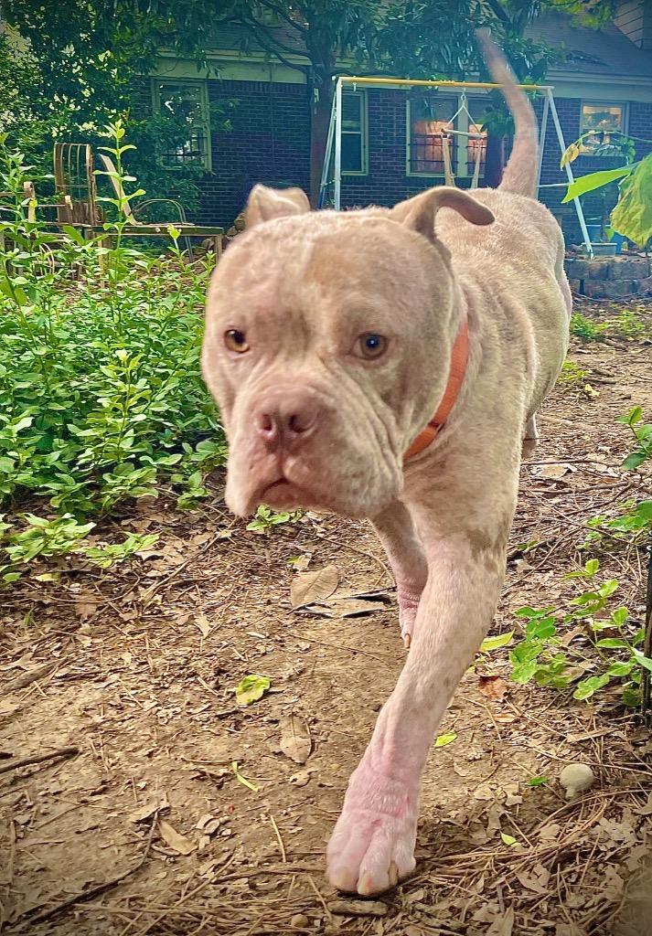 Lowry, a Adoptable mixed breed in Princeton, MA image 6/6
