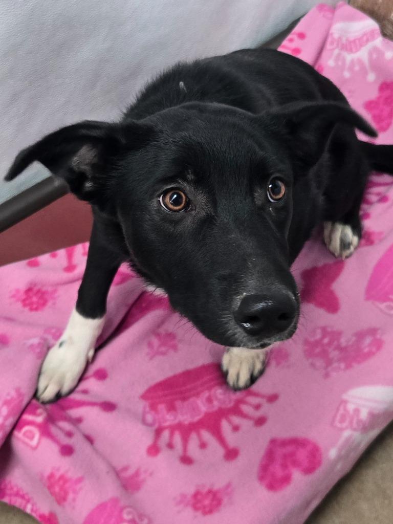 Enlarge Drift, a Adoptable Border Collie in Viroqua, WI image 1/1