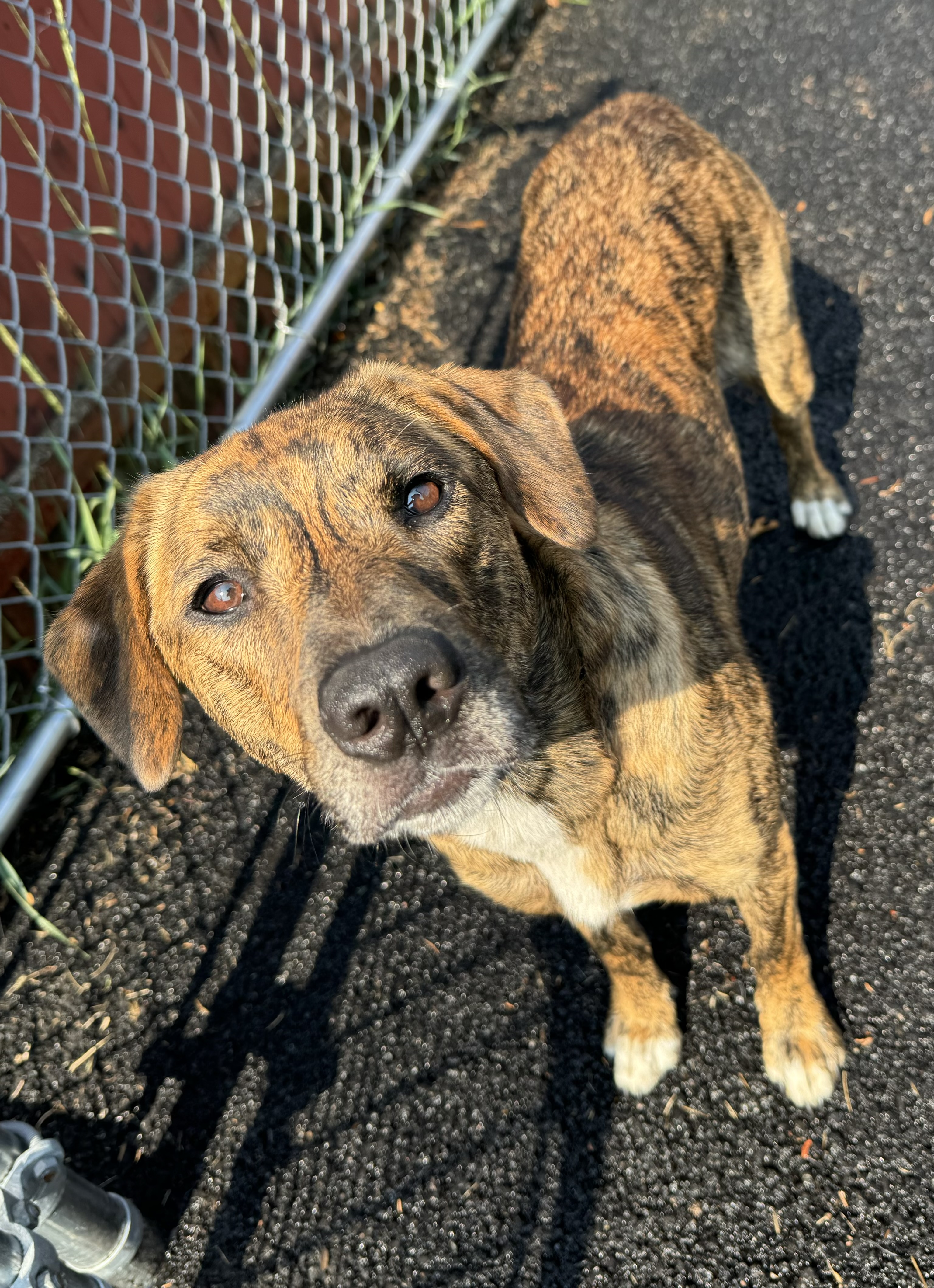 Rain, Adopted, Young Female Collie & Hound.