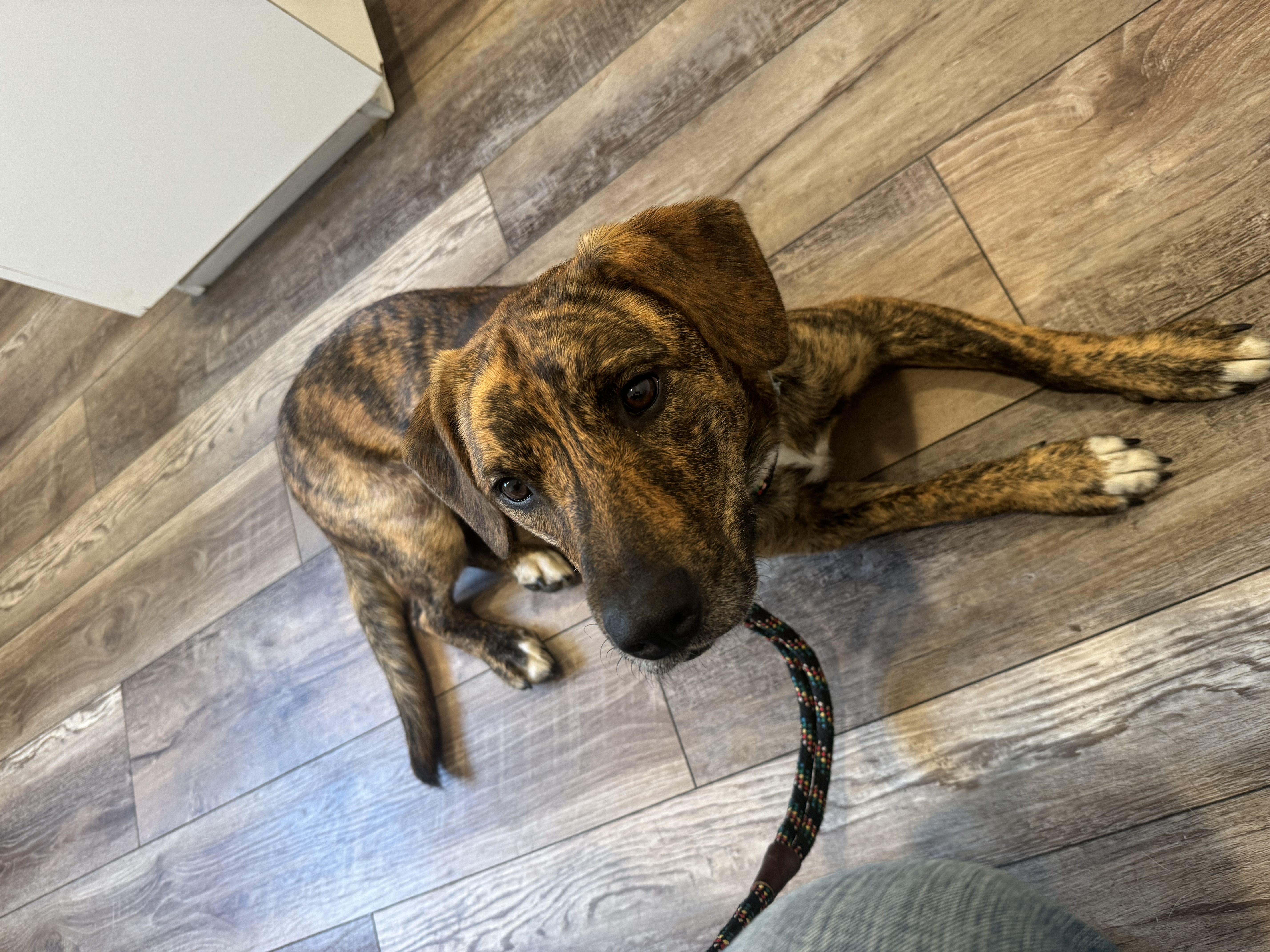 Rain, a Adopted mixed breed in Putnam Valley, NY image 2/3