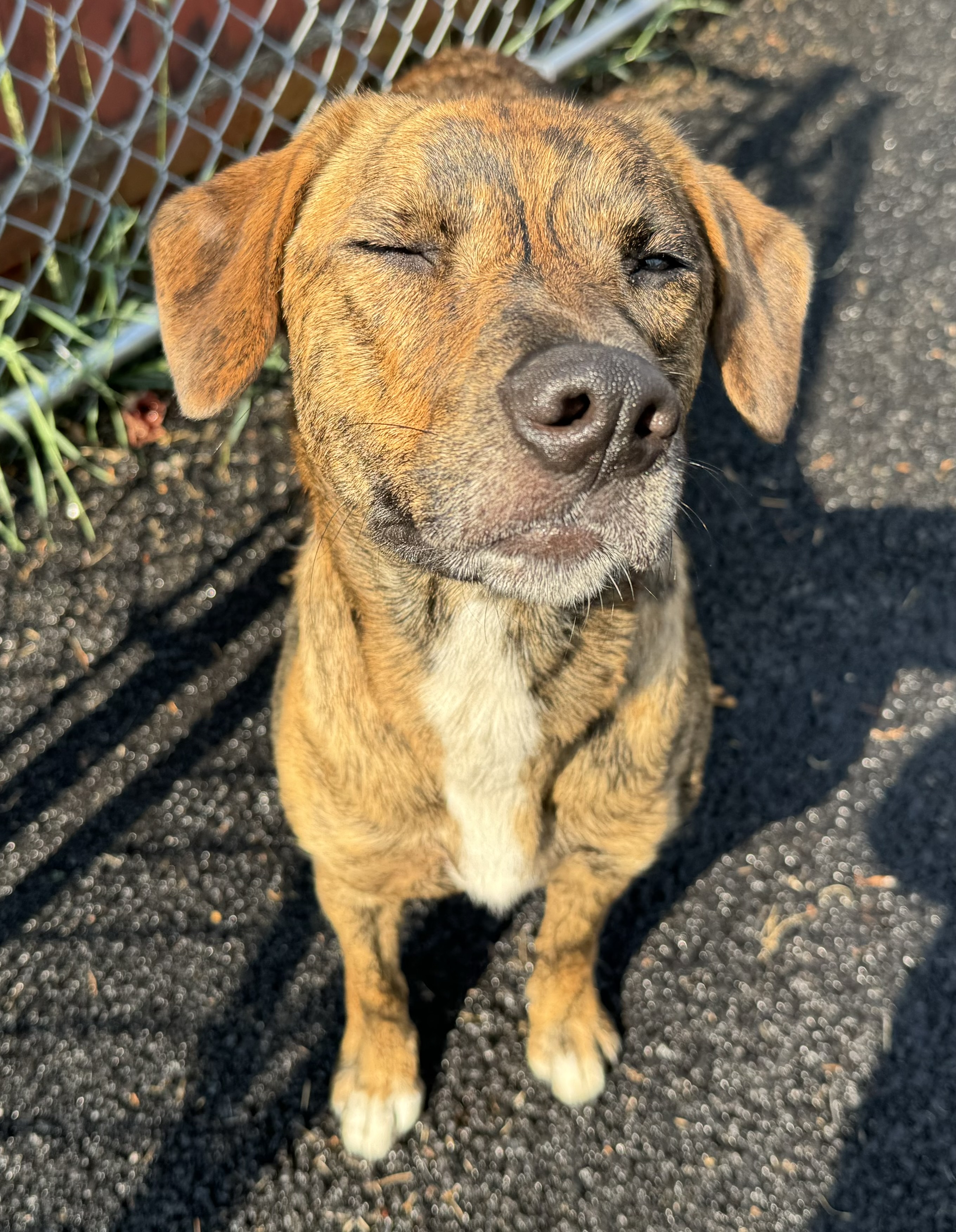 Rain, a Adopted mixed breed in Putnam Valley, NY image 3/3