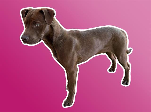 PRESTON, Adoptable, Young Male Labrador Retriever & Mixed Breed.