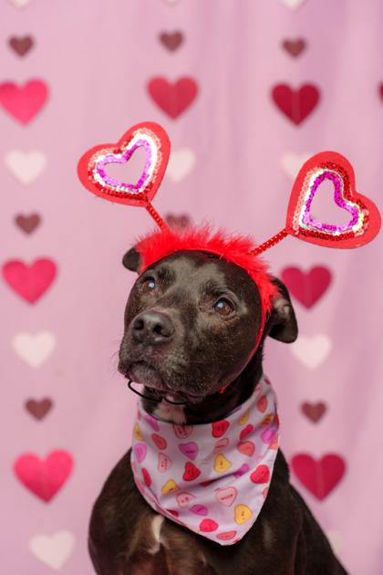 Enlarge Frank, a Adoptable mixed breed in Seattle, WA image 1/3