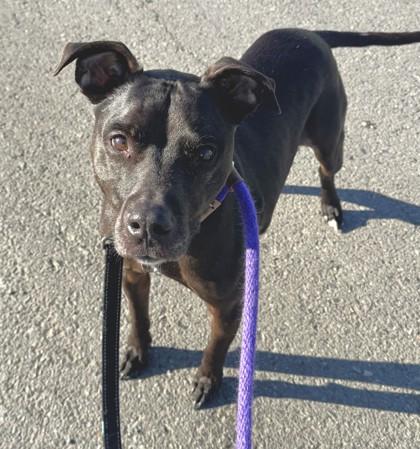 Enlarge Frank, a Adoptable mixed breed in Seattle, WA image 2/3