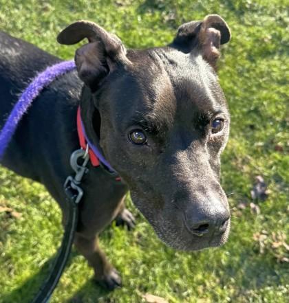 Enlarge Frank, a Adoptable mixed breed in Seattle, WA image 3/3