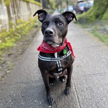 Frank, Adoptable, Adult Male Labrador Retriever & Pit Bull Terrier.