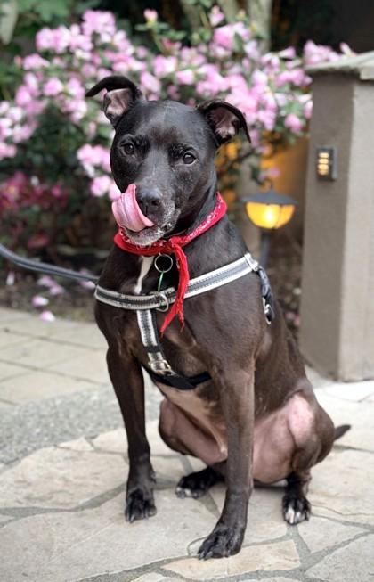 Enlarge Frank, a Adoptable mixed breed in Seattle, WA image 2/3