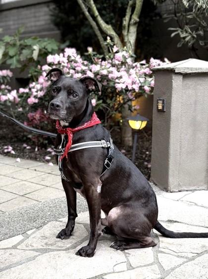 Enlarge Frank, a Adoptable mixed breed in Seattle, WA image 3/3