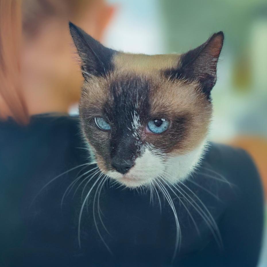 Dolly, Adoptable, Adult Female Siamese & Snowshoe.