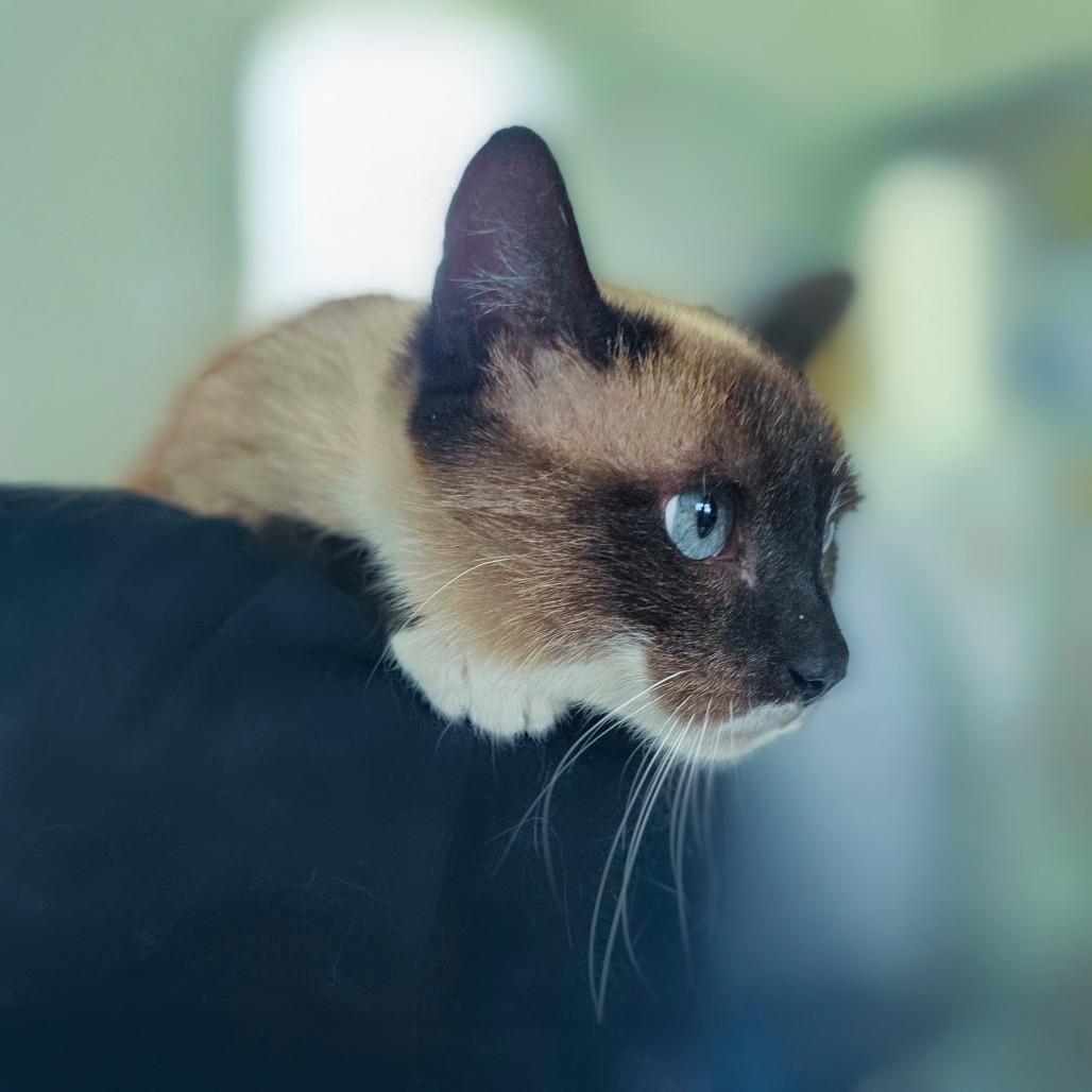 Enlarge Dolly, a Adoptable mixed breed in Chapel Hill, NC image 3/3