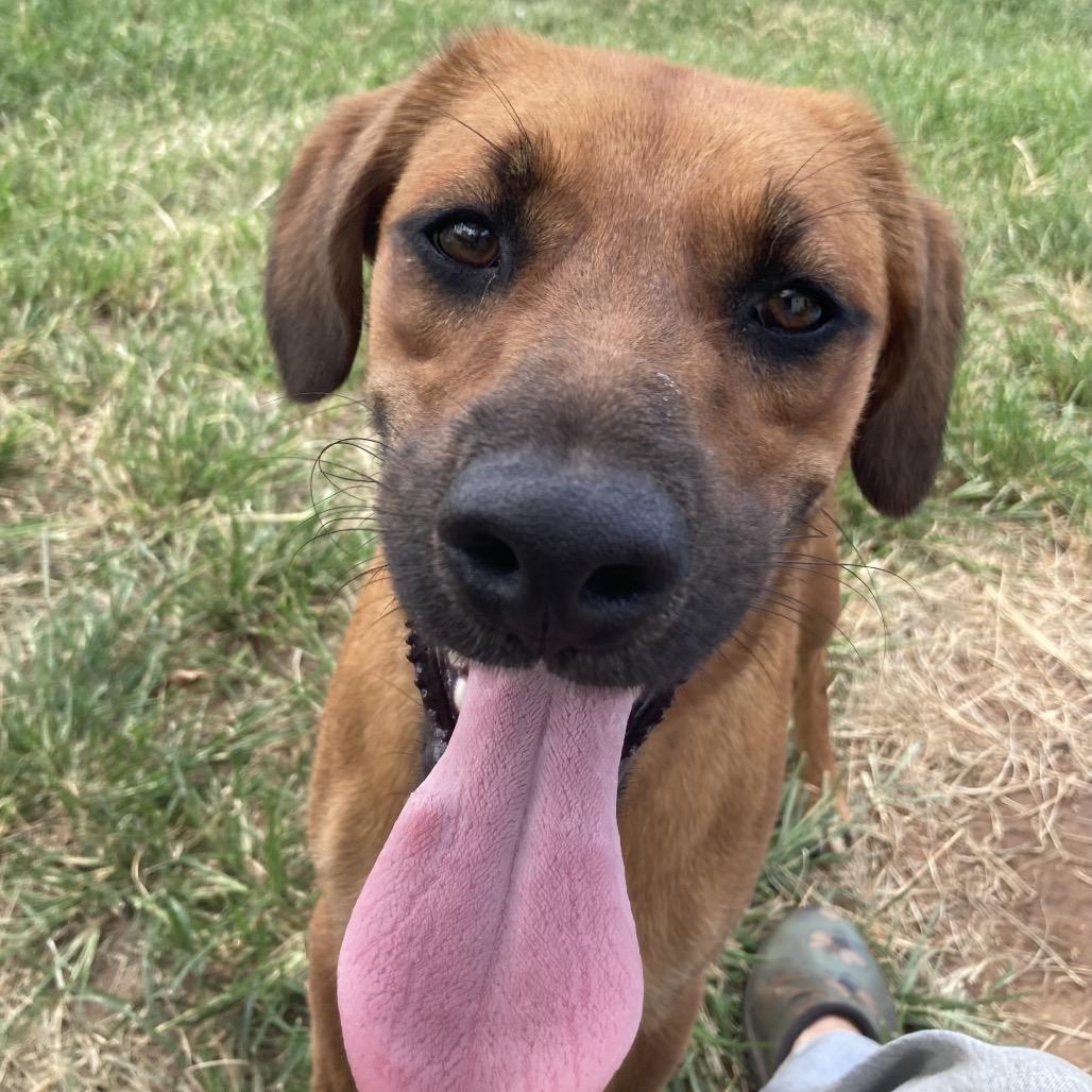 Tilly (Annie), Adoptable, Young Female Mixed Breed.